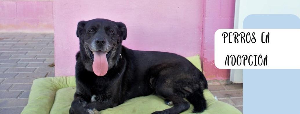 La Cañada del Fenollar da una cálida bienvenida a Asoka el Grande, una organización comprometida con la protección y cuidado de animales abandonados.
